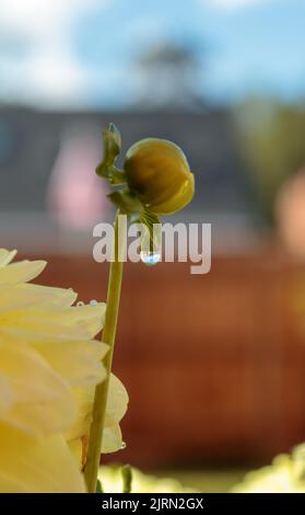 Un macrofo di un germoglio giallo limone Dahlia e gambo, con una goccia d'acqua appesa al germoglio. Foto Stock