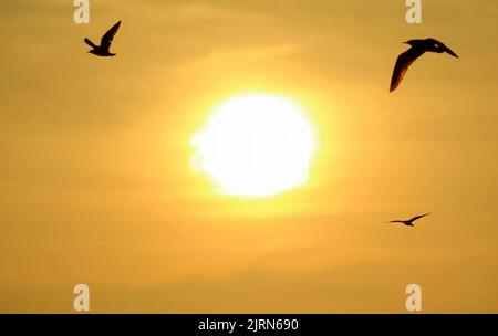 Silhouette di uccelli volanti su Golden Morning Sky con il Sole in ascesa Foto Stock