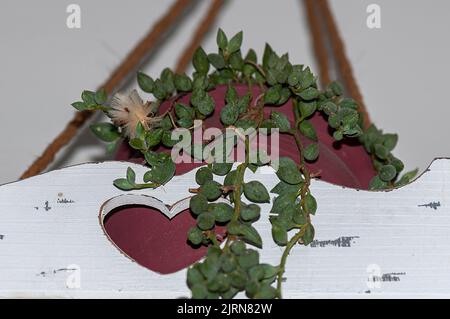 Il fiore del rosario è conosciuto come senecio rowleyanus in letteratura, è un tipo di succulento coltivato in casa. Foto Stock