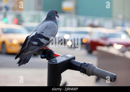 Pigeon siede sul manubrio degli scooter elettrici sulla strada cittadina. Colomba su sfondo sfocato auto, noleggio di e-scooter Foto Stock