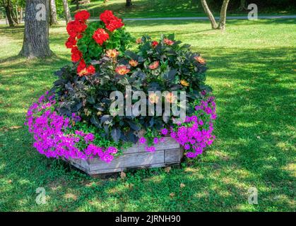 Fiori diversi in una pentola grande Foto Stock