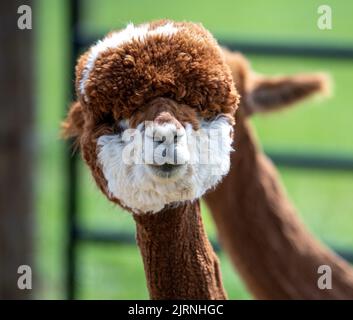 Un ritratto di un alpaca divertente in una fattoria Foto Stock