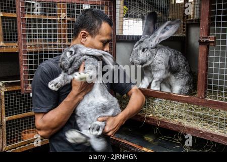 Lembang, Giava Occidentale, Indonesia. 25th ago, 2022. Gli allevatori mostrano il tipo di coniglio gigante continentale o tedesco presso la fattoria Arya Aditya Rabbitry a Lembang. Conigli tedeschi giganti in Arya Aditya Rabbitry fattoria sono venduti per $270 a $1300 per coniglio e sono esportati in tutta la regione e fino in Europa. (Credit Image: © Algi Libri Sugita/ZUMA Press Wire) Foto Stock