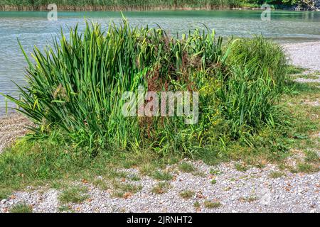 Impianto di canna sulla riva del lago di Tegernsee Foto Stock