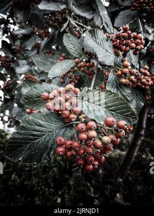 Un colpo verticale di frutti di Rowan appesi al suo albero Foto Stock