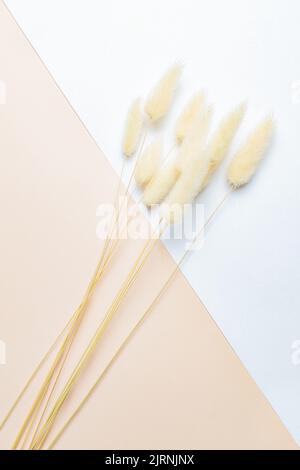 Croci di fiori di Lagurus Ovatus su fondo doppio bianco e beige. Tan pom pom piante sfondo. Foto Stock
