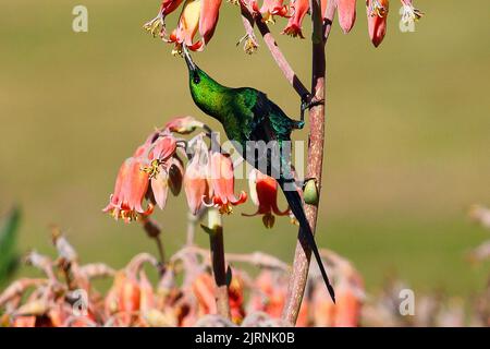Il girasole acrobatico di malachite utilizza il suo lungo becco decurvato per nutrirsi di fiori in un giardino di Città del Capo Foto Stock