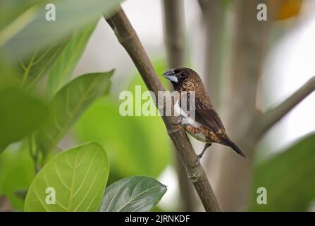 Il munia bianco-rumped o mannichino bianco-rumped, a volte denominato finch striato in avicoltura, è un piccolo uccello passerino. Foto Stock