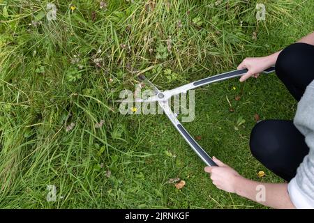 Utilizzando cesoie a mano per tagliare con cura una piccola area di erba che è stata lasciata crescere a lungo per la fauna selvatica nel caso in cui gli anfibi stiano riparando - Regno Unito Foto Stock