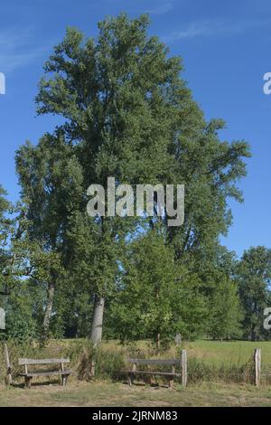 Riserva naturale Urdenbacher Kaempe sul fiume Reno a Duesseldorf-Urdenbach, Germania Foto Stock