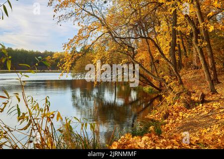 Pittoresco paesaggio autunnale con alberi gialli sul fiume e riflesso di alberi in acqua in una giornata di sole. Autunno dorato Foto Stock