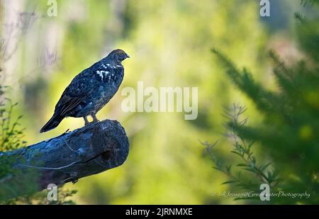 Blue Grouse Foto Stock