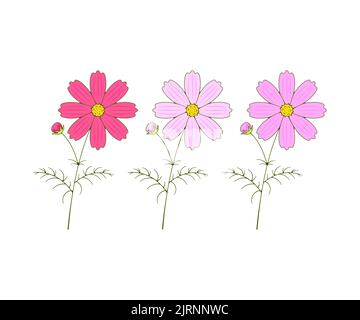 Fiori COSMOS, fioritura, kosmeya e cosmo, logo design. Natura, floreale, fioritura e fioritura, disegno vettoriale e illustrazione Illustrazione Vettoriale
