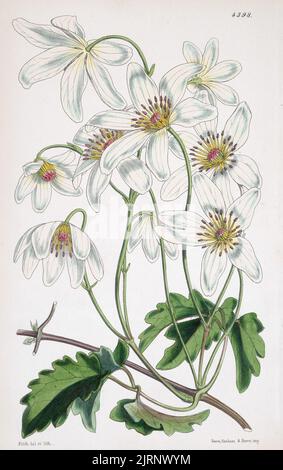 Clematis indivisa, 1848, Inghilterra, di Walter Fitch. Foto Stock