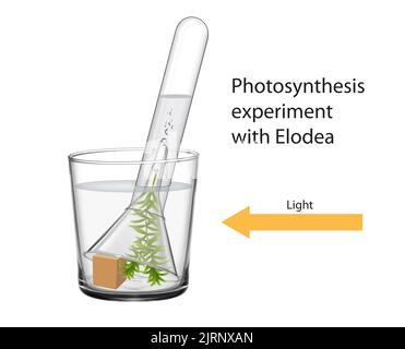 Esperimento di fotosintesi con Elodea Illustration Foto Stock