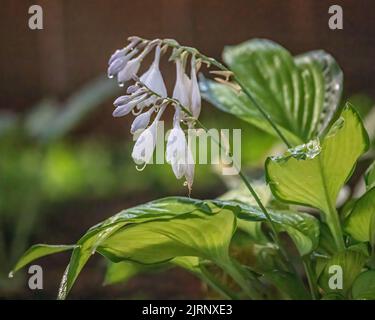 Hosta pianta e fiori dopo una pioggia in un giardino estivo a Taylors Falls, Minnesota USA. Foto Stock