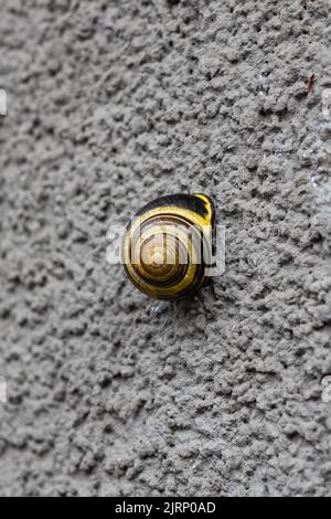 Lumaca da giardino Helix su una parete verticale grigio Foto Stock