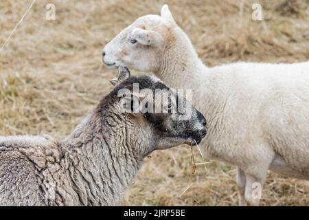 Primo piano di teste di coppia di pecore piccole - razza rara - vista del profilo nel campo di erba gialla Foto Stock