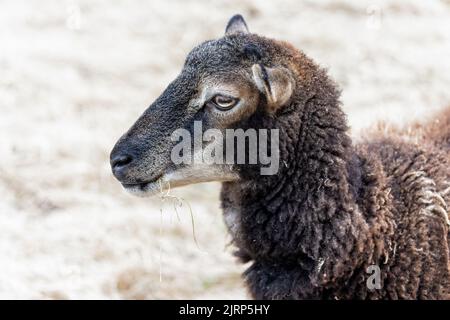 Colpo di testa di una piccola pecora con testa a strisce marrone e bianco - razza rara - vista del profilo nel campo di erba gialla Foto Stock