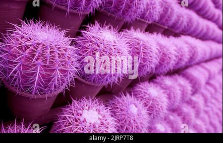 Surreale stile Pop Art stupefacente righe di colore viola di vaso Golden Barrel Cactus piante Foto Stock