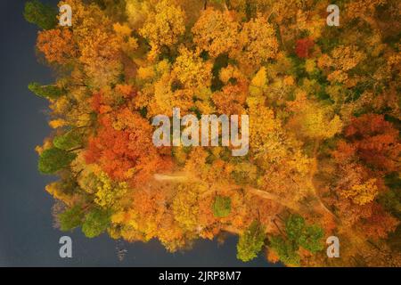 Alberi d'autunno sulla riva del fiume. Vista aerea del drone. Foto Stock