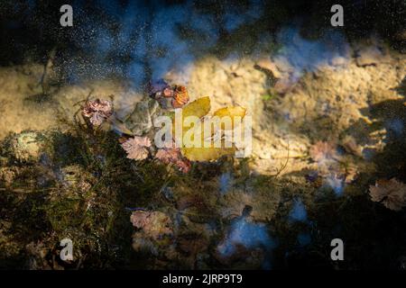 foglia sull'acqua di un fiume Foto Stock