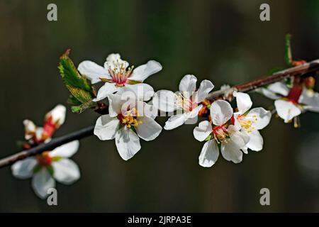 Fiori bianchi di mela in fiore in primavera a Taylors Falls, Minnesota USA. Foto Stock