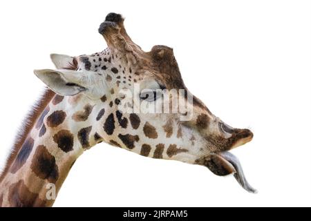 Giraffe mostra una lingua lunga. Giraffa divertente isolato su sfondo bianco. Primo piano della testa di una giraffa con la lingua che si aggancia. Foto Stock