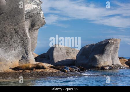 I leoni marini giganti si sdraiano sulle rocce nel Mare di Cortez a Loreto, Messico Foto Stock