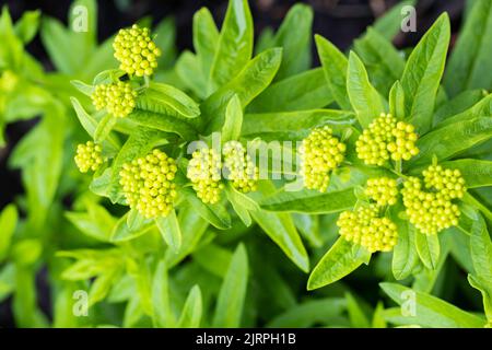 Farfalla erbaccia 'Ciao giallo' Asclepias tuberosa cresce in un giardino di farfalle Monarch. Wichita, Kansas, Stati Uniti. Foto Stock