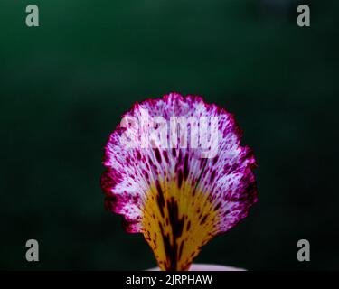 Poesia naturale a colori Foto Stock