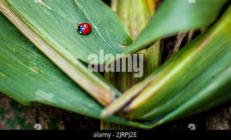 Un primo piano di una coccinella rossa con puntini neri su una foglia verde Foto Stock