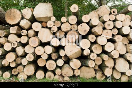 Tronchi per legna da ardere. Cumulo di tronchi in terreno boschivo del Regno Unito, accatastato pronto per l'uso per il combustibile da biomassa Foto Stock