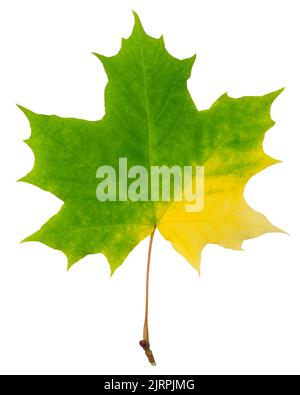 foglia d'acero autunnale isolata su sfondo bianco, percorso di ritaglio, profondità di campo completa Foto Stock