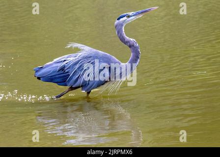 Un Great Blue Heron catturato in uno stagno nell'Ontario sudoccidentale, in Canada. Foto Stock