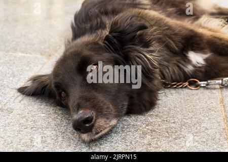 Un bel cane grel con un lungo cappotto di colore fumoso si trova Foto Stock