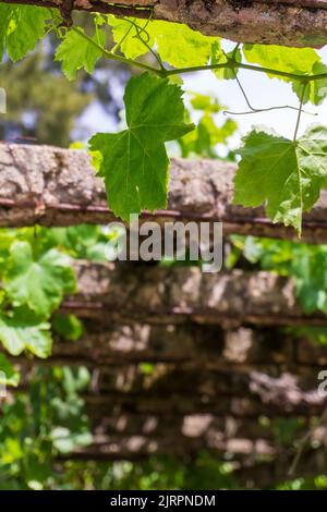 Rami di vite su supporti di calcestruzzo vecchi Foto Stock