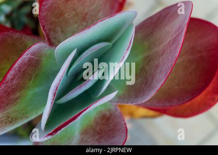 Rosso brillante - fiore verde di Kalanchoe Thyrsiflora Foto Stock