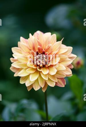 Bel fiore rosso fiorito e fiore di albicocca dahlia nel giardino. Profondità di campo bassa. Spazio di copia. Foto Stock