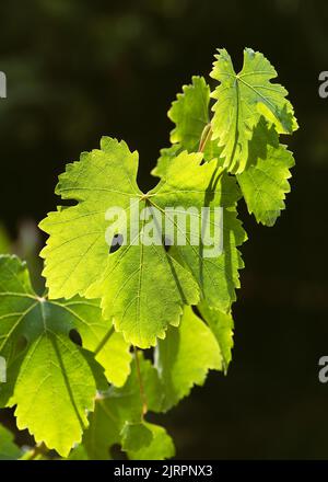 Verde foglia di uva fresca con tendri e foglie giovani in una bella retroilluminazione. Atmosfera magica autunnale. Spazio di copia. Foto Stock