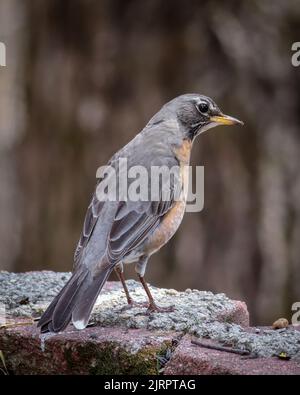 Uno scatto verticale di un robin americano seduto su un muro Foto Stock