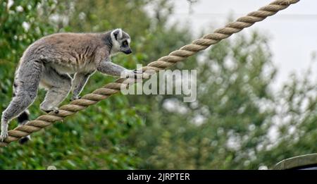 Lemuri con coda ad anello Calgary Zoo Alberta Foto Stock
