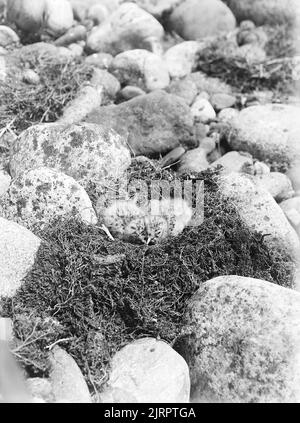 Larus bolleri (gabbiano nero) - Laridae, 1927, Southland, di Herbert Guthrie-Smith. Foto Stock