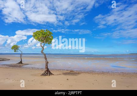 Due piccoli alberi isolati di mangrovie che crescono lungo la costa dello stretto di Great Sandy a Poona, Queensland. Una giornata di sole con un cielo blu, nuvoloso e. Foto Stock