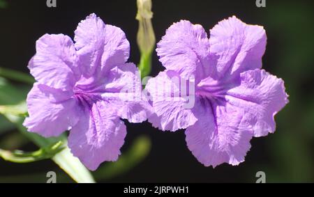 Una vista in primo piano di viola Ruellia simplex fiori Foto Stock