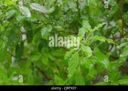 Foglie fresche di basilico santo dopo le gocce di pioggia in giardino organico cortile. Usato per cibo tailandese. Foto Stock