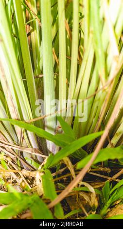 Particolare di Lemongrass (Cymbopogon). Questa erba è comunemente usata per le spezie e lo scopo medicinale specialmente nella regione dell'Asia Foto Stock