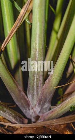 Particolare di Lemongrass (Cymbopogon). Questa erba è comunemente usata per le spezie e lo scopo medicinale specialmente nella regione dell'Asia Foto Stock