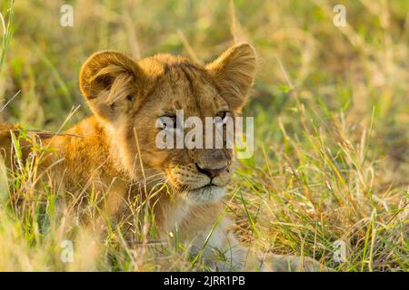 Lion (Panthera leo) cub Foto Stock