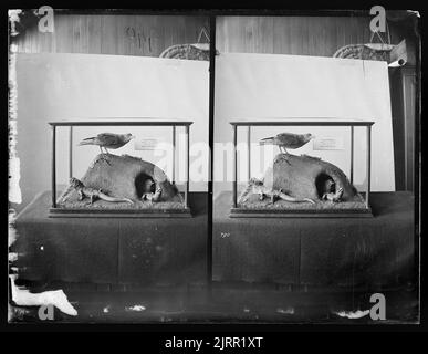 [Tuatara & Mutton Birds], circa 1889, Dunedin, di Burton Brothers. Foto Stock